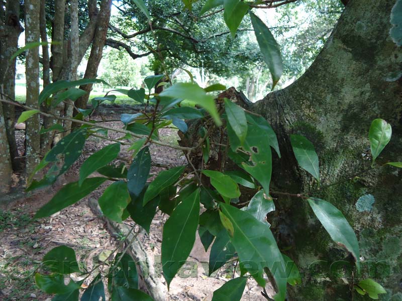 Flora in Sri Lanka