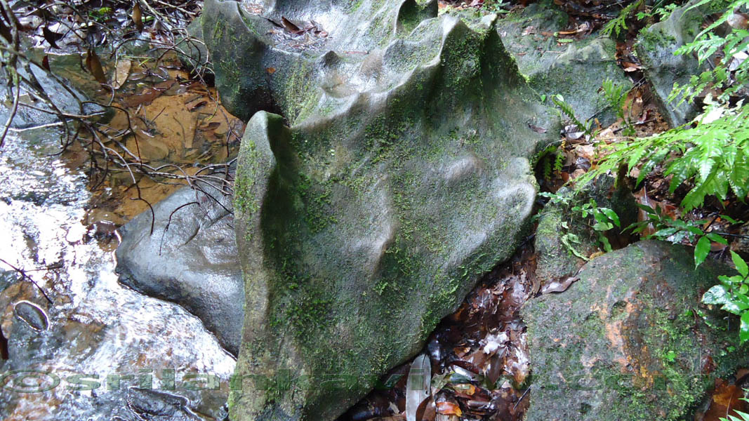 Halmandiya Dola or the Stream. The rock with sharpened adges.Sinharaja Rain Forest
