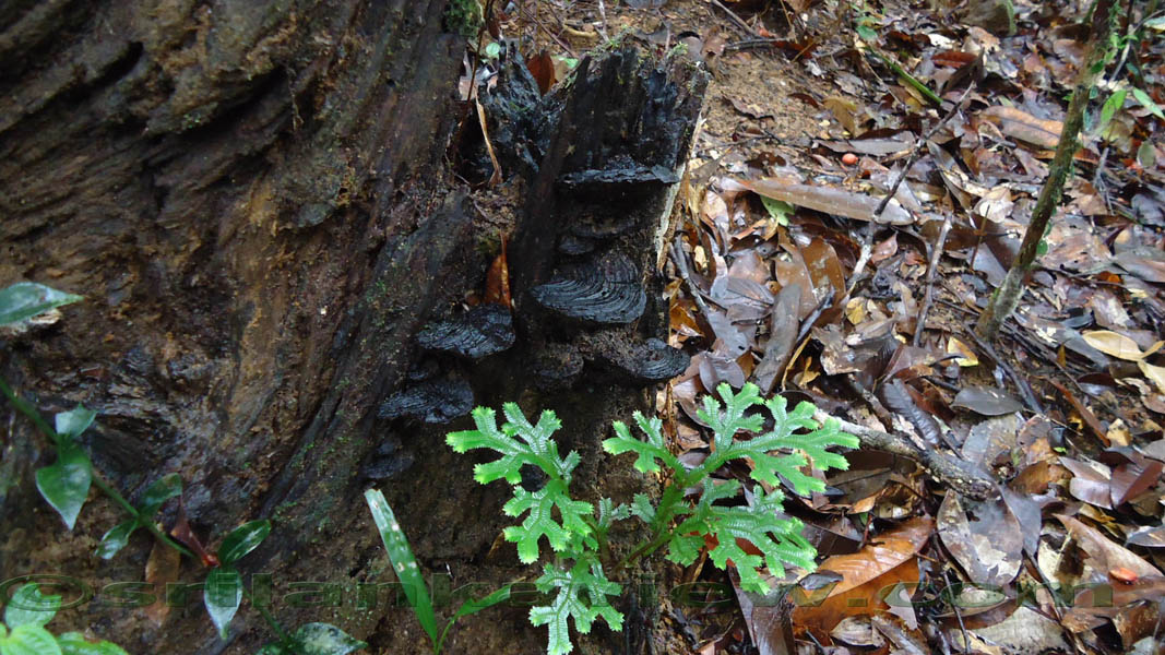 Sinharaja Rain Forest