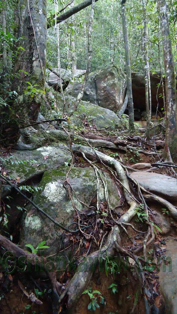 Sinharaja rain forest presentation picture