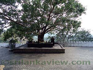  View from Rock Temple terrace
