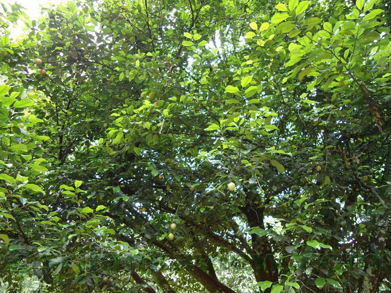Flora in Sri Lanka