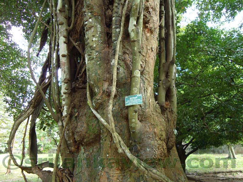 Flora in Sri Lanka