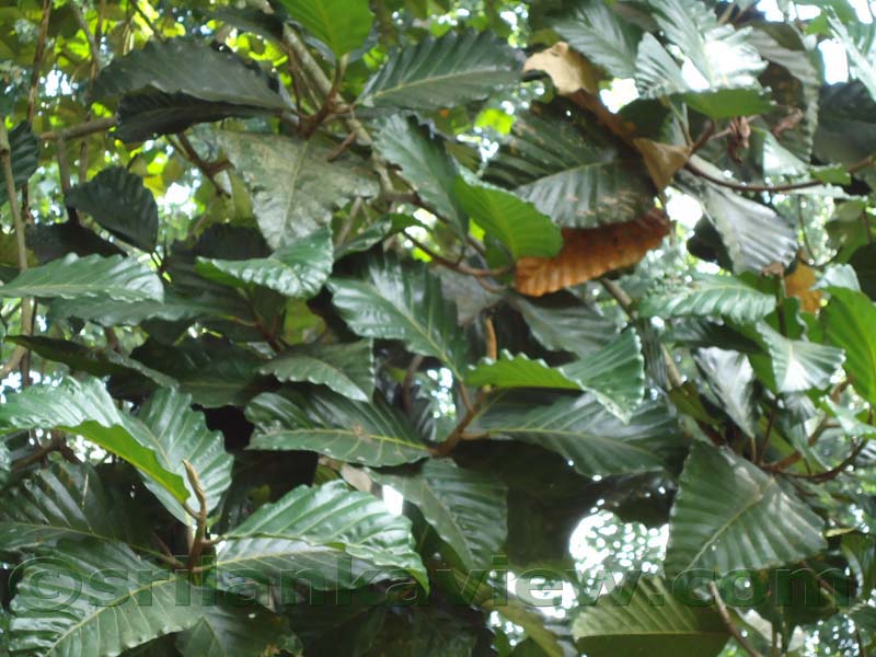 Flora in Sri Lanka
