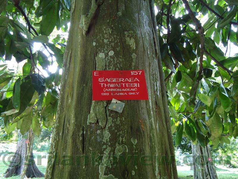 Flora in Sri Lanka