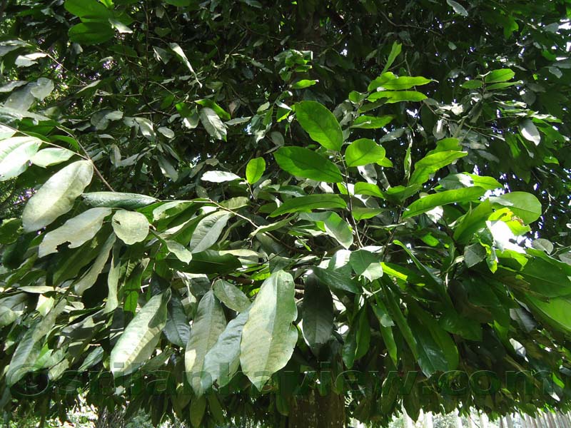 Flora in Sri Lanka