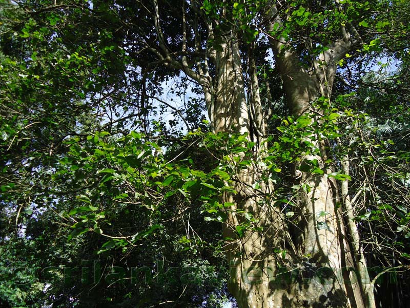 Flora in Sri Lanka