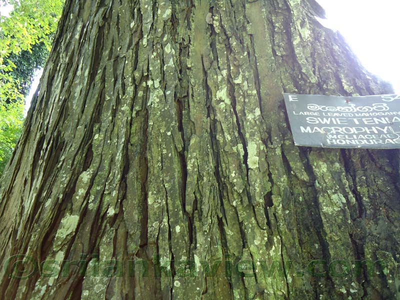 Flora in Sri Lanka