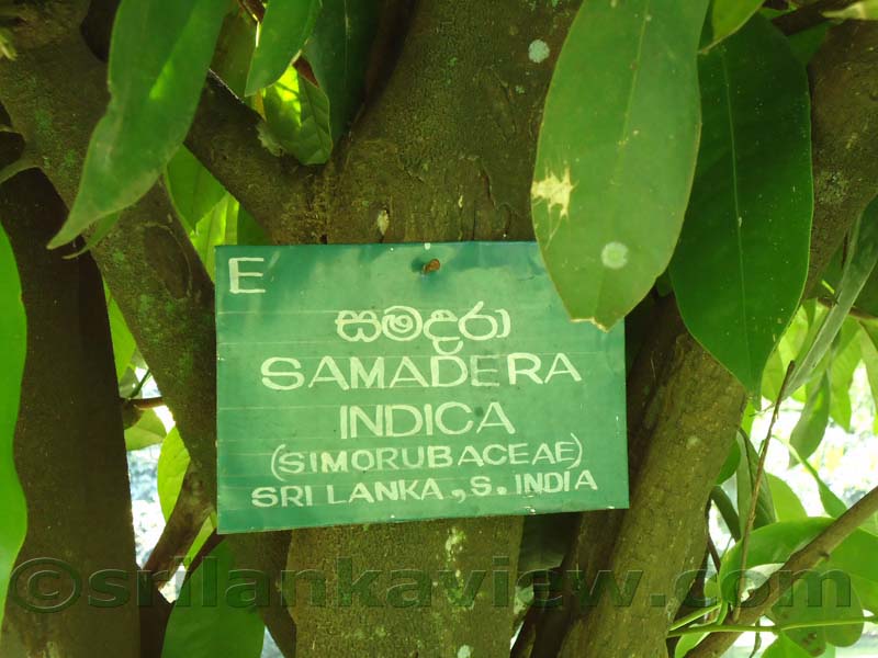 Flora in Sri Lanka