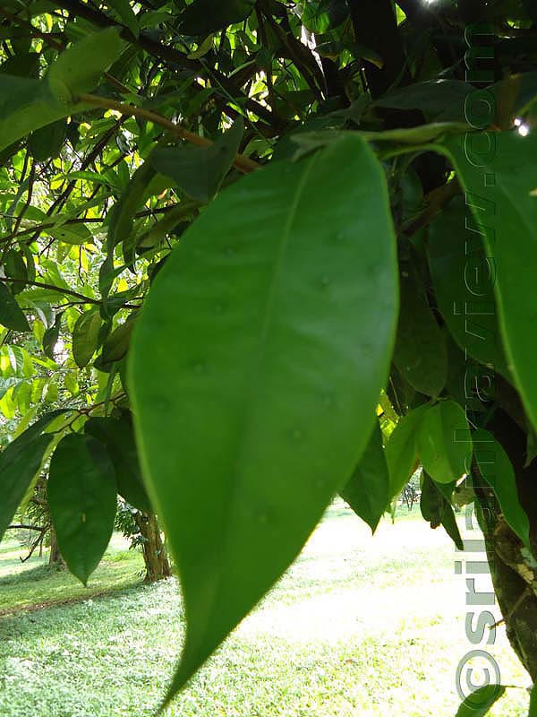 Flora in Sri Lanka