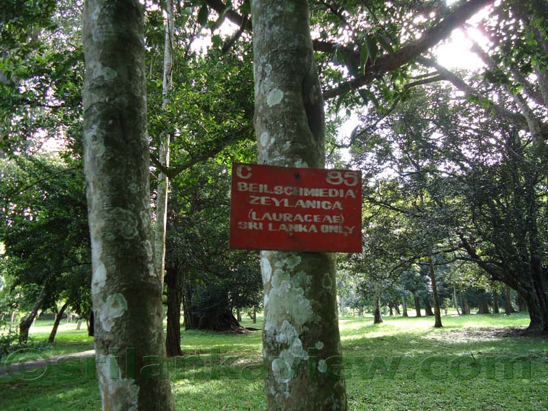 Flora in Sri Lanka