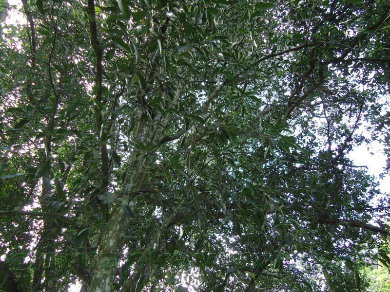 Flora in Sri Lanka