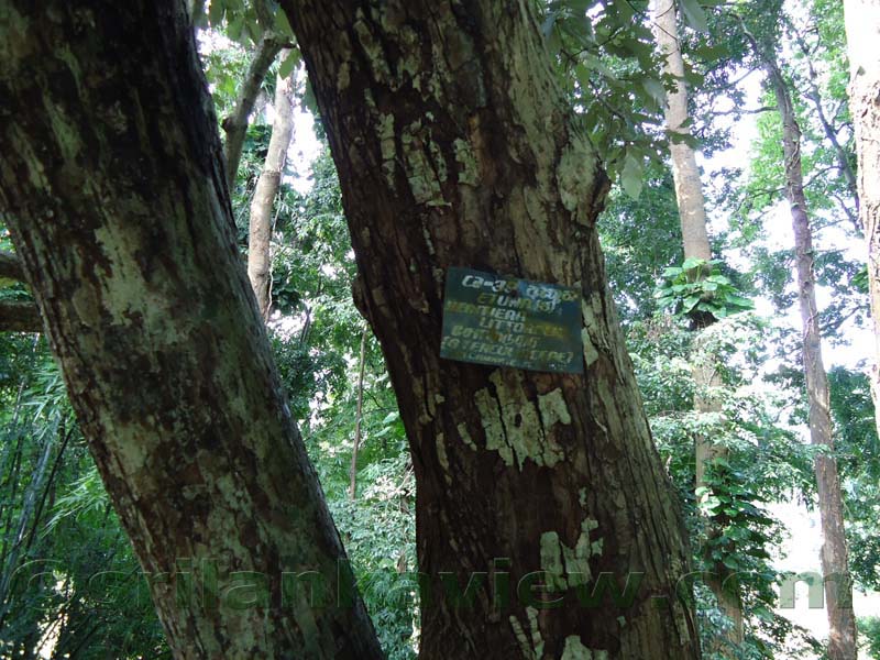 Flora in Sri Lanka