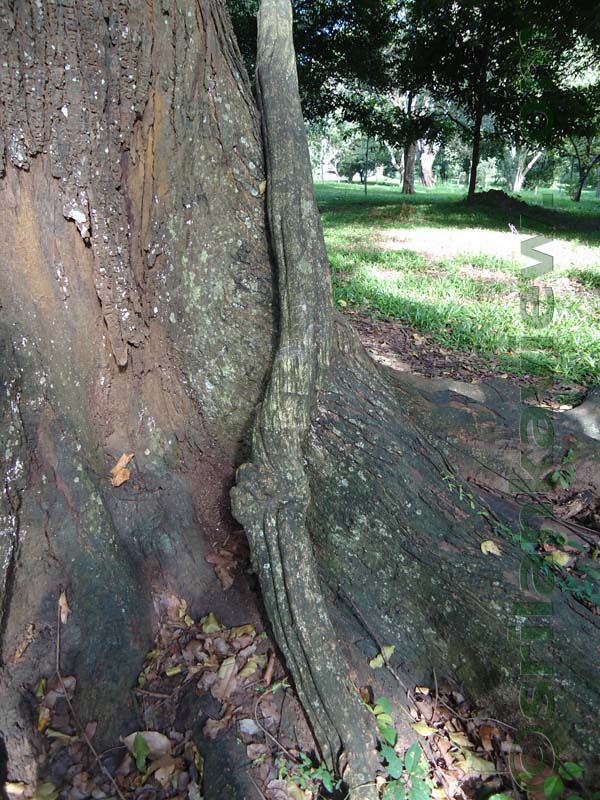 Flora in Sri Lanka