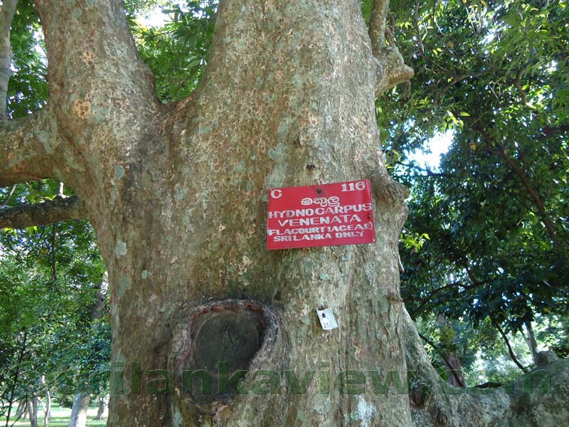 Flora in Sri Lanka