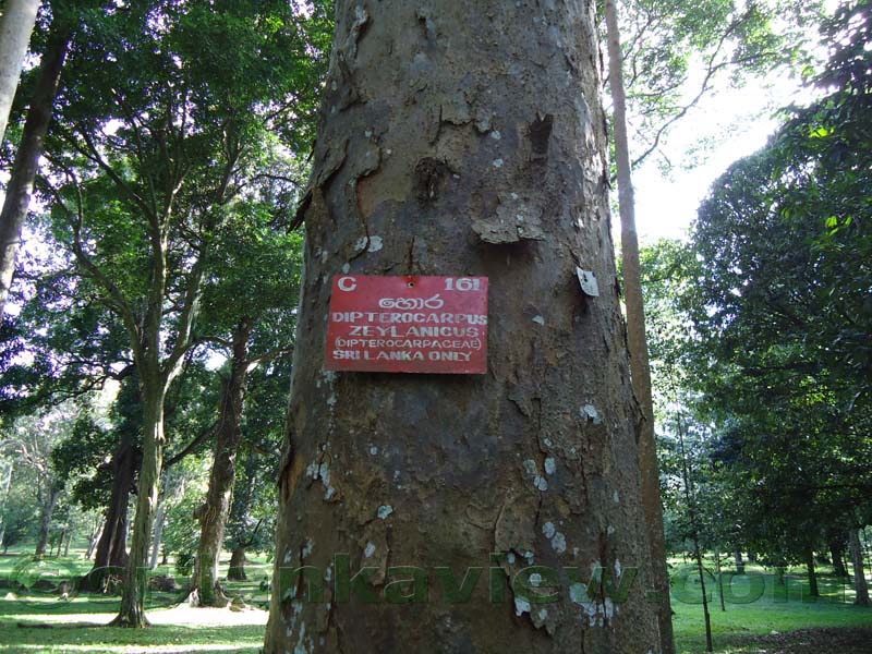 Flora in Sri Lanka