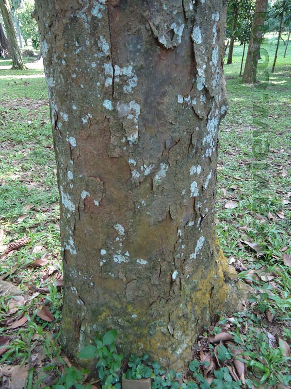 Flora in Sri Lanka