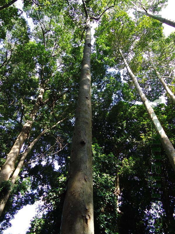 Flora in Sri Lanka