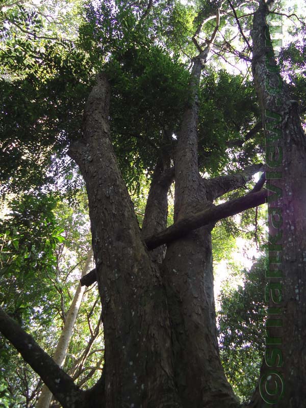 Flora in Sri Lanka