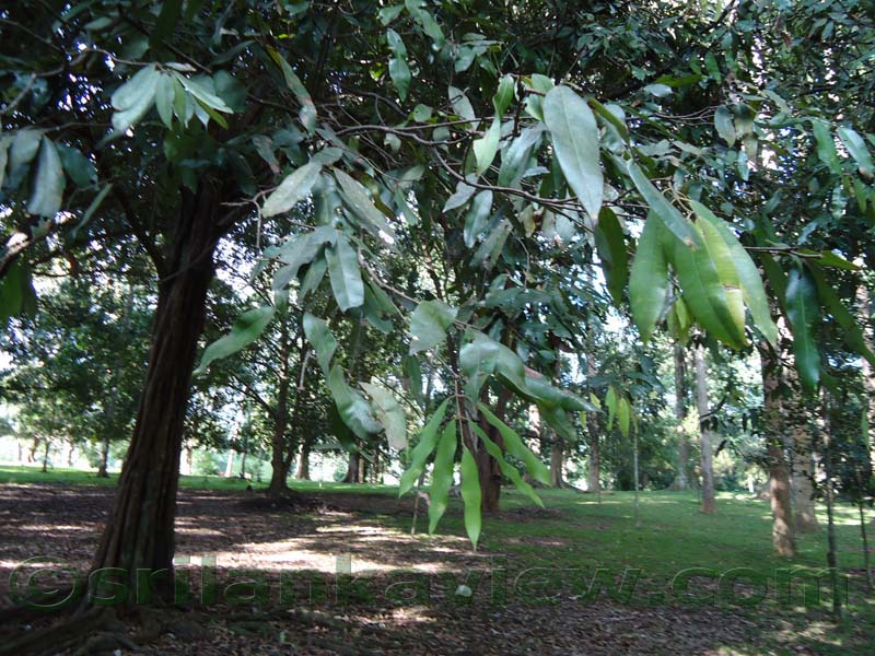 Flora in Sri Lanka