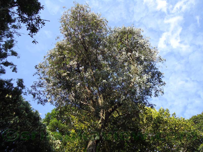 Flora in Sri Lanka