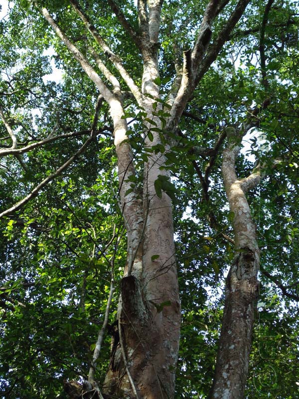 Flora in Sri Lanka