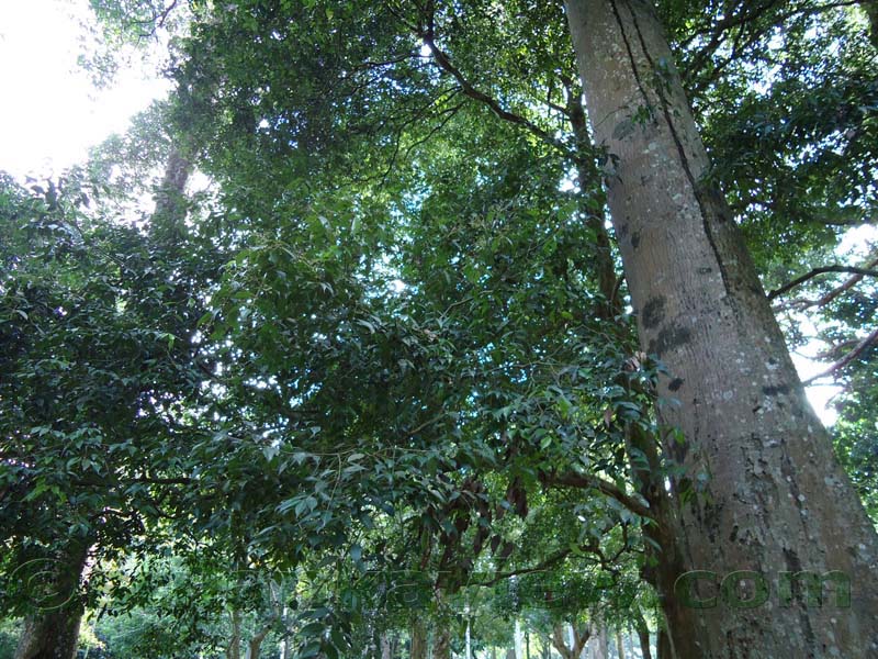 Flora in Sri Lanka