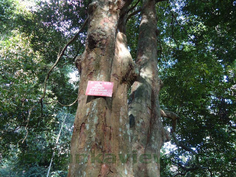 Flora in Sri Lanka