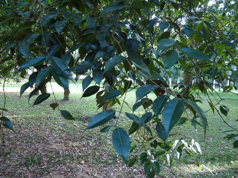Flora in Sri Lanka