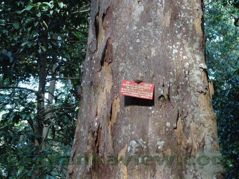 Flora in Sri Lanka
