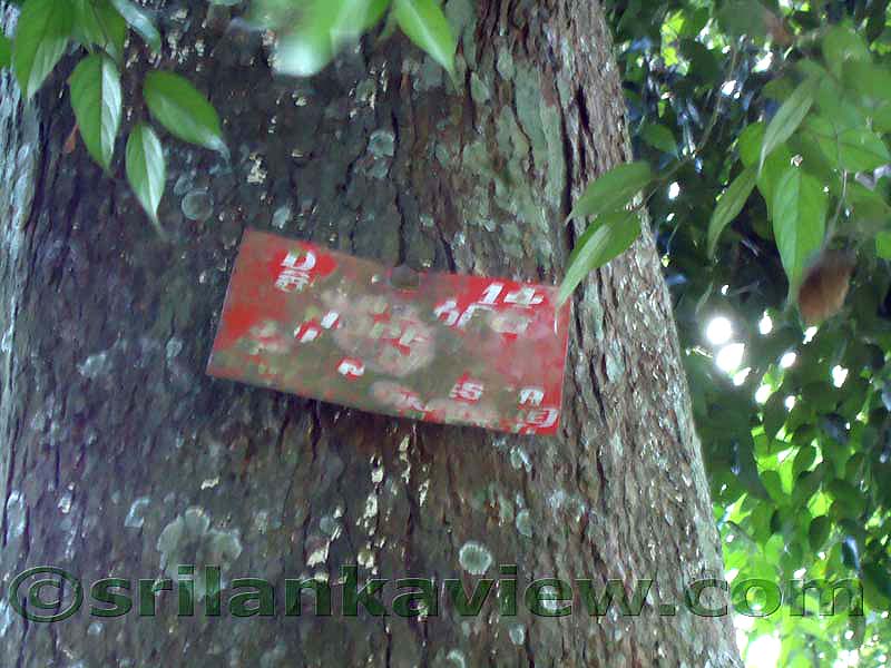 Flora in Sri Lanka