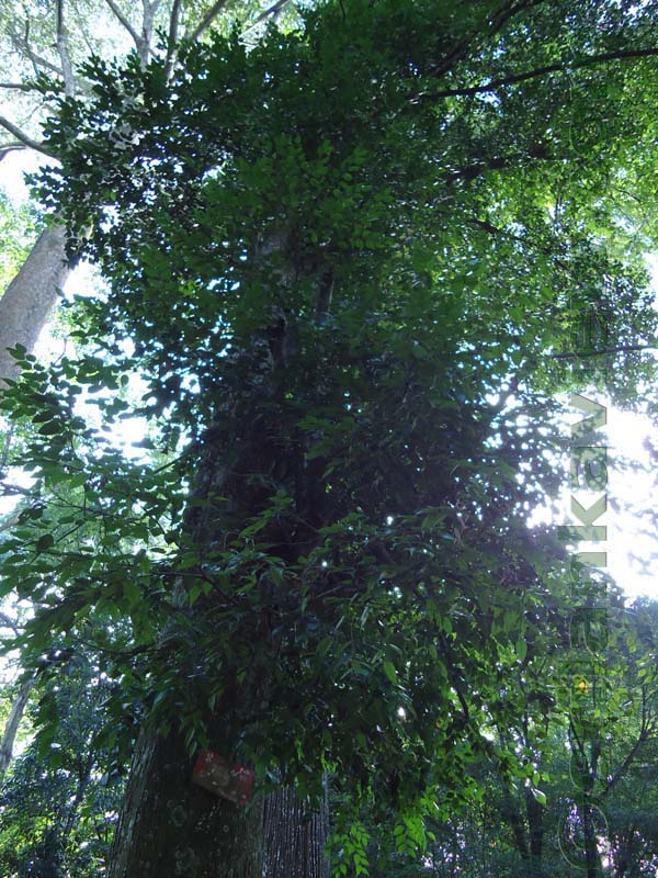 Flora in Sri Lanka