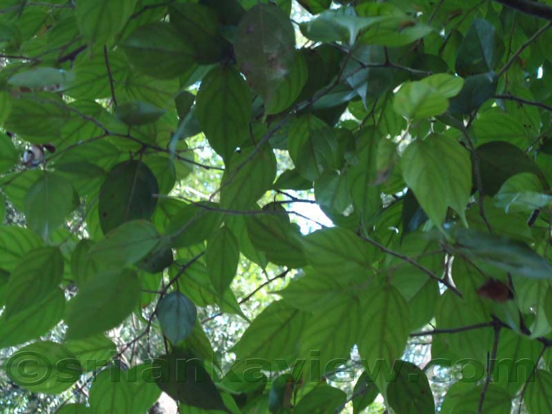 Flora in Sri Lanka