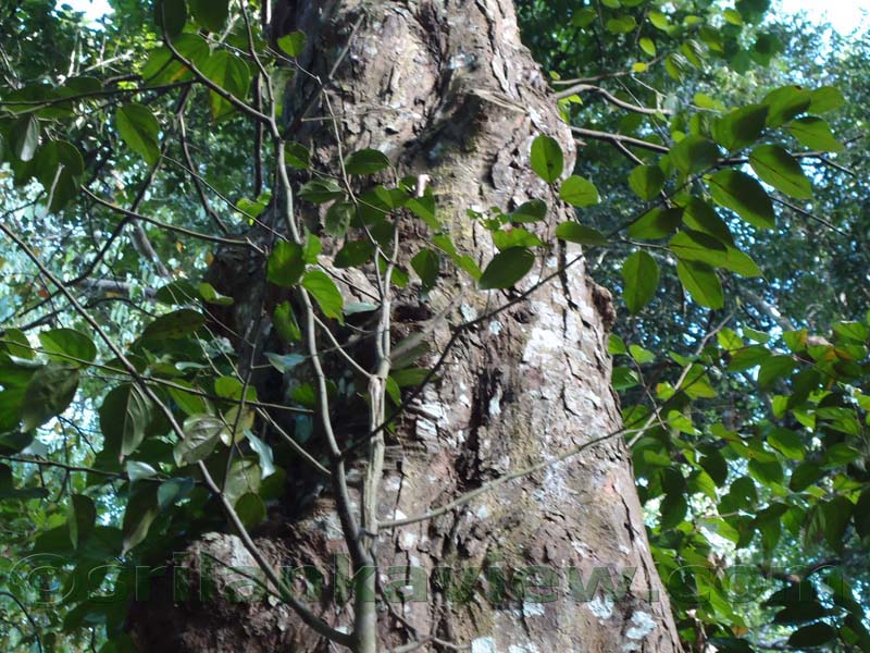 Flora in Sri Lanka
