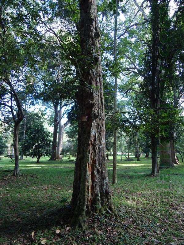 Flora in Sri Lanka