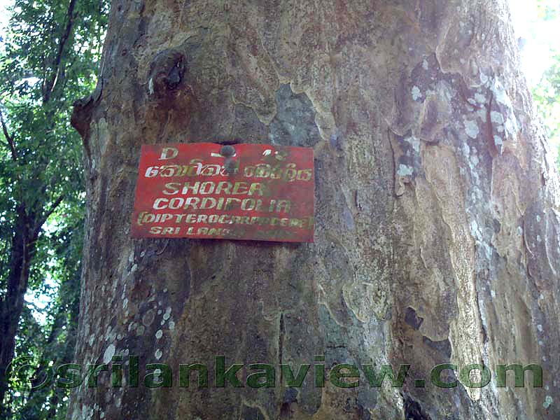 Flora in Sri Lanka