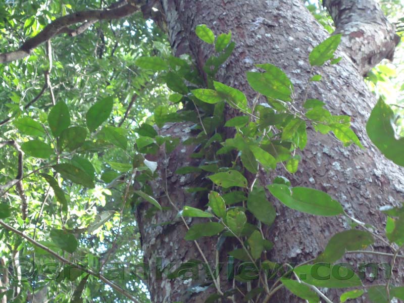 Flora in Sri Lanka