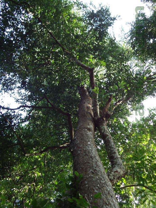Flora in Sri Lanka