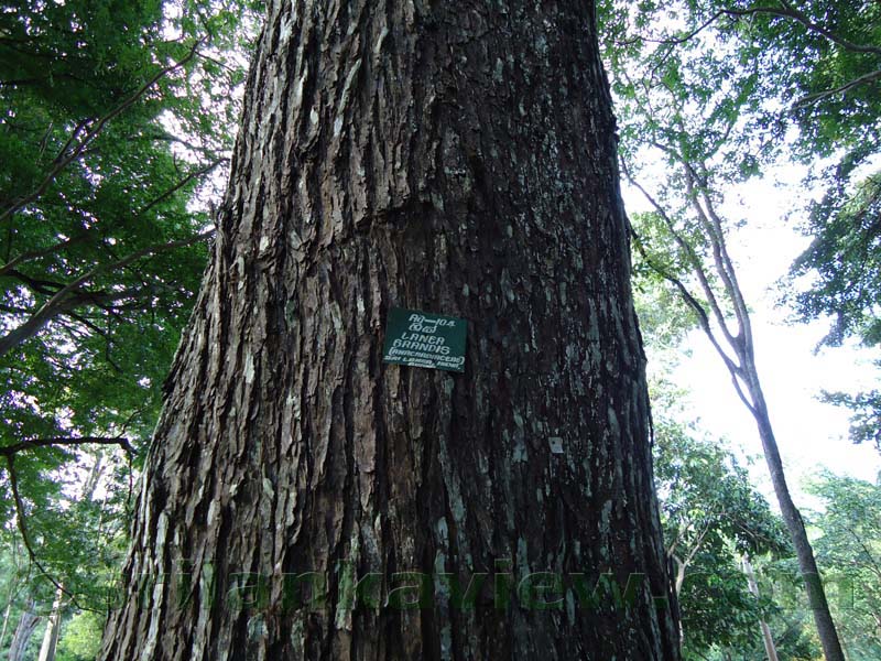 Flora in Sri Lanka