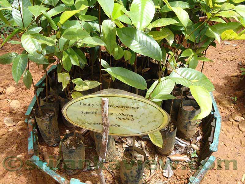 Flora in Sri Lanka