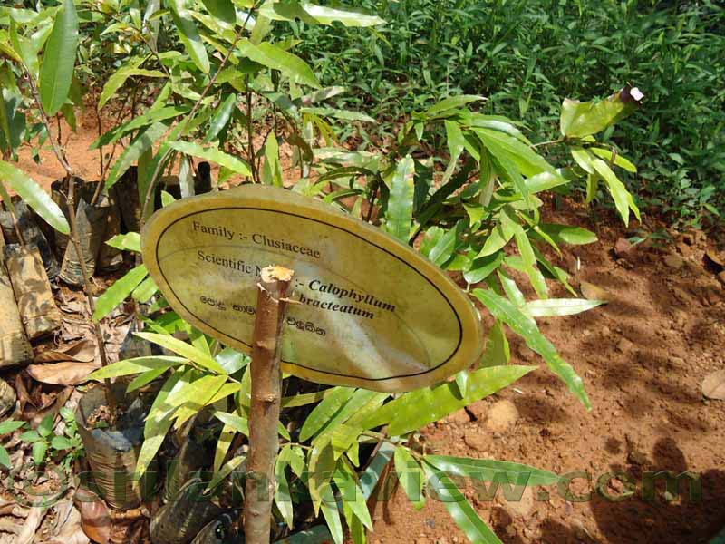 Flora in Sri Lanka