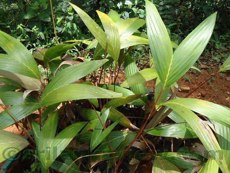 Flora in Sri Lanka