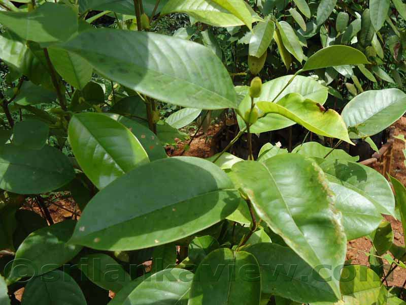 Flora in Sri Lanka
