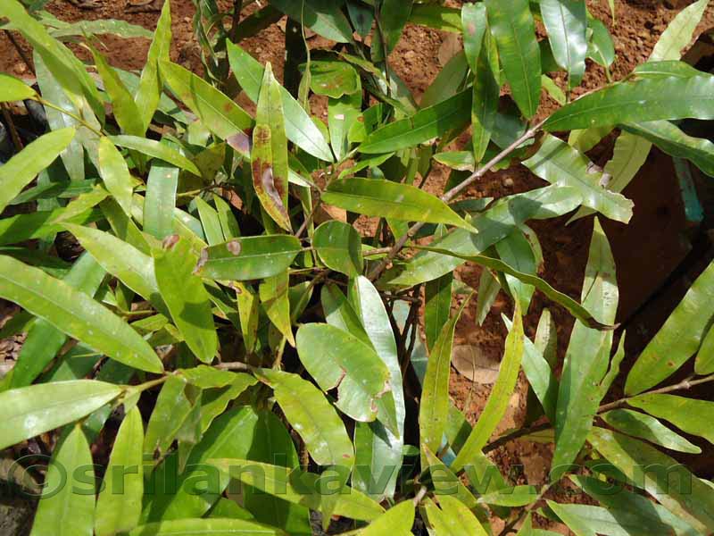 Flora in Sri Lanka