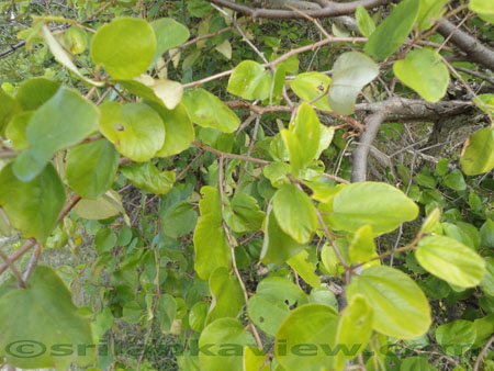 Jaffna Lagoon Eco system Flora