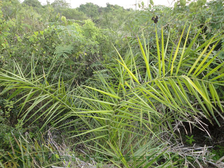 Jaffna Lagoon Eco system Flora