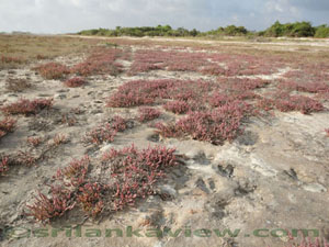 Jaffna Lagoon Flora