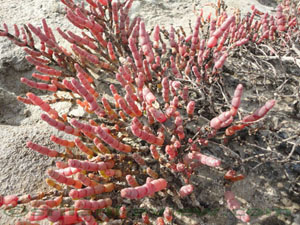 Jaffna Lagoon Flora