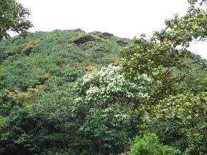 Riverston, Knuckles Range