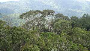 Moulawella View Point, Sinharaja Rain Forest